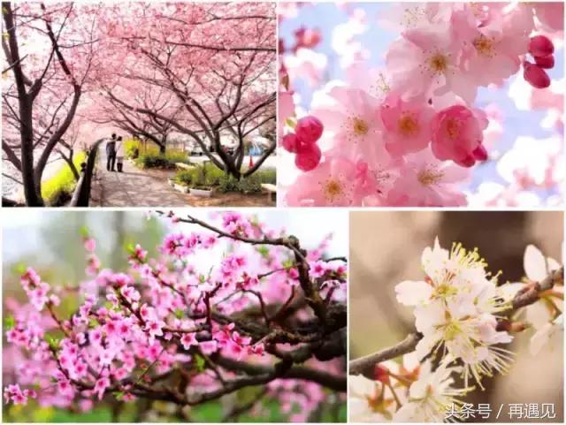 樱花季攻略,樱花季攻略赤丸