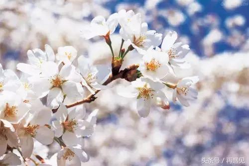 樱花季攻略,樱花季攻略赤丸