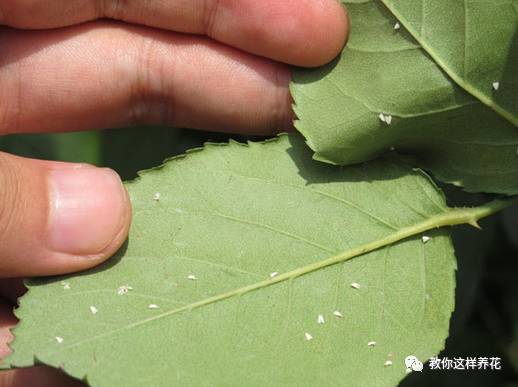这几种虫子都不知道，怎么能养好花？