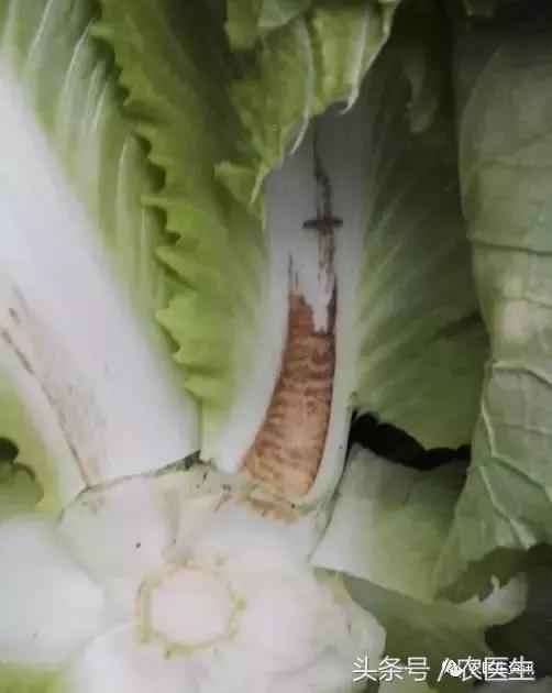 白菜被虫子咬怎么治,新种的白菜被虫咬怎么办