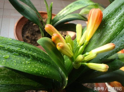 君子兰被拔叶了怎么办,君子兰新叶被夹住