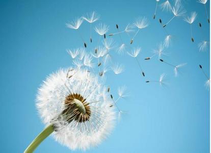 蒲公英忍冬藤的妙用,蒲公英有些什么用处啊