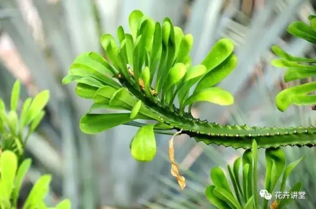 相似的花儿又来了,今天我们来认识它们