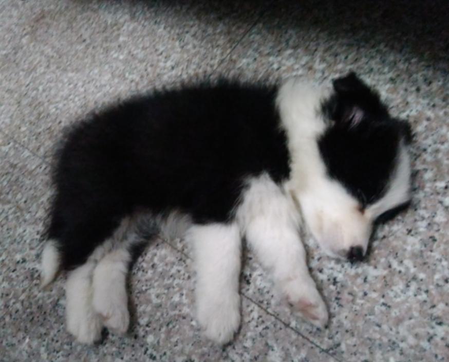 中兴v5max配置,中兴v5裸眼3d手机评测