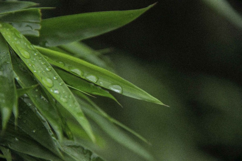 福师大版诗词大会|长安辞赋星雨谣,仓旗才俊巧成章