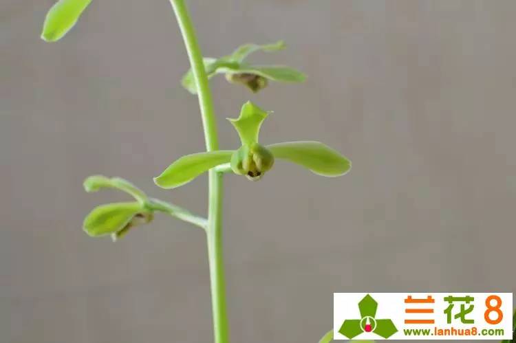 兰花软腐病的救治方法,兰花软腐病土还能用吗