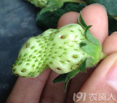 果实膨大的原因,国家为什么不禁止果实膨大剂