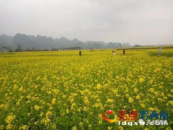 贵州万峰林油菜花怎么玩,贵州万峰林最美油菜花视频