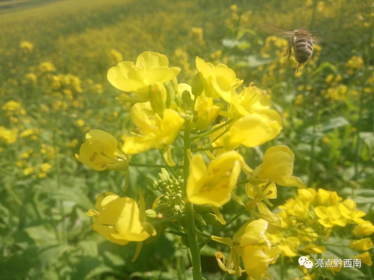 贵州万峰林油菜花怎么玩,贵州万峰林最美油菜花视频