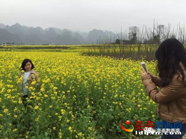 贵州万峰林油菜花怎么玩,贵州万峰林最美油菜花视频