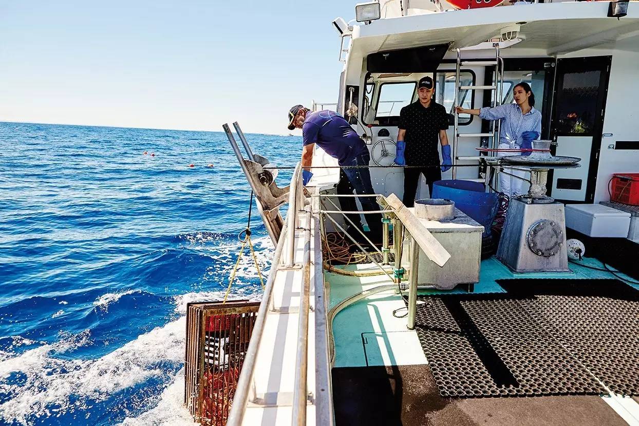 澳洲龙虾怎样捕,澳洲淡水龙虾抓虾方法