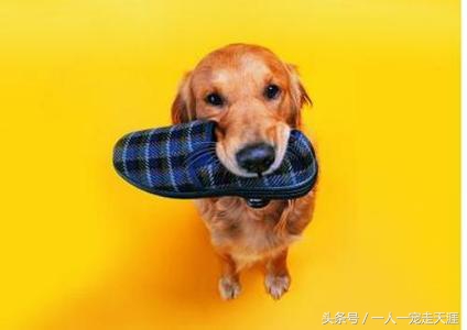 狗狗撕尿垫怎么办,狗狗撕被子怎么办