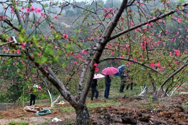 说走就走的踏青,说走就走的看花之旅