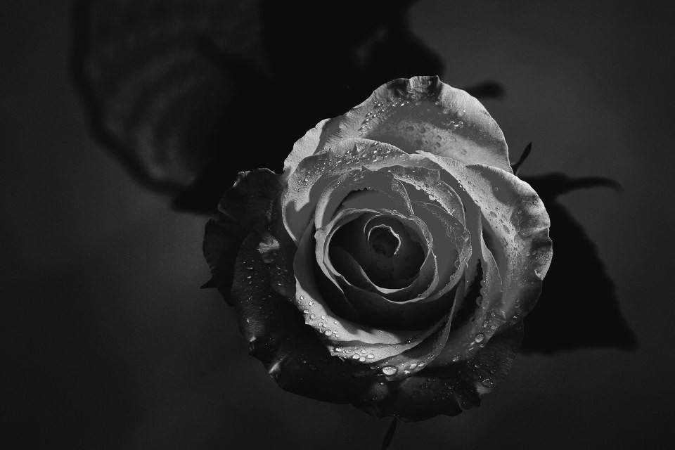 物是人非事事休欲语泪先流意思,物是人非事事休欲语泪先流韩寒