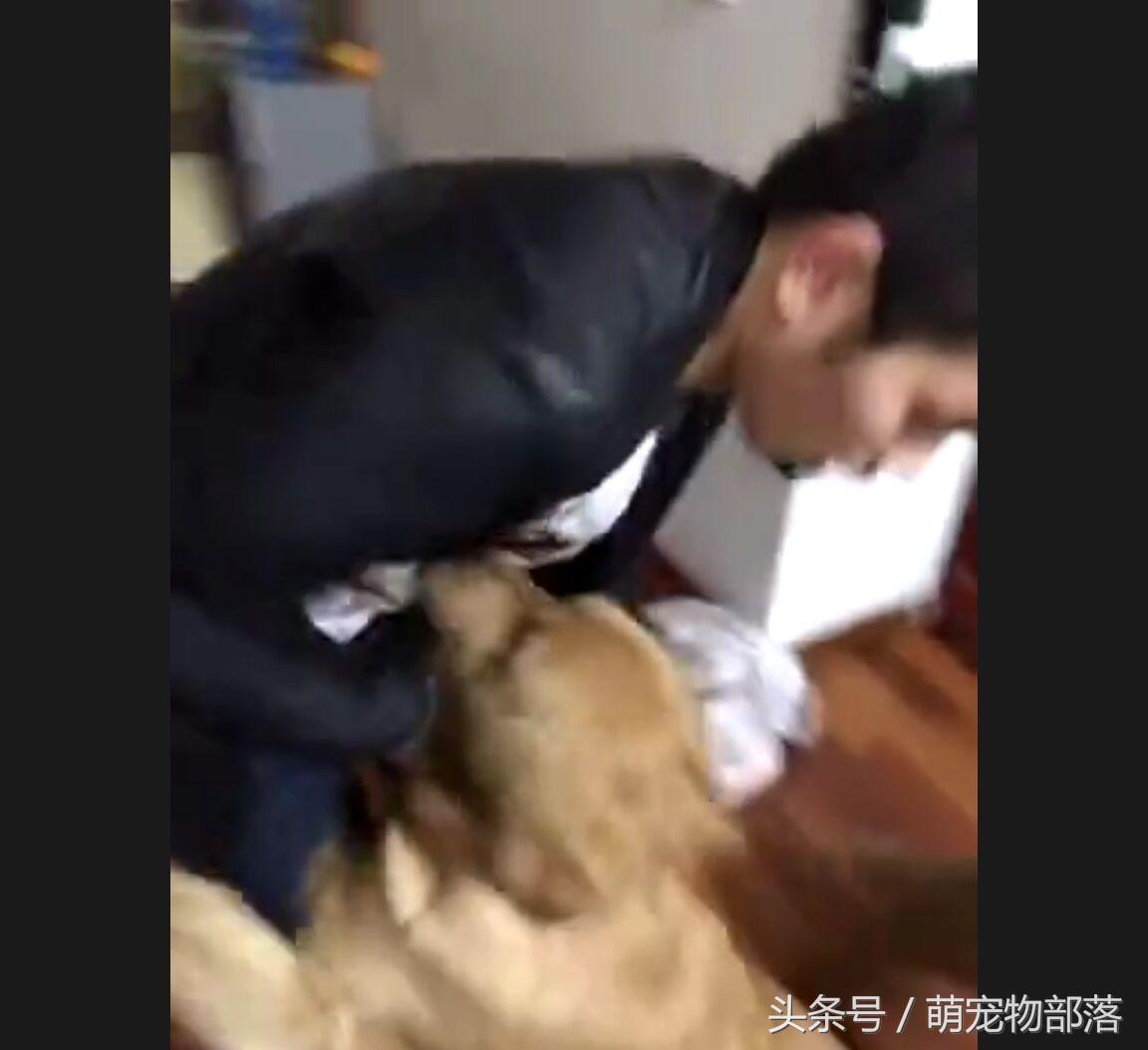 主人回来家里是大金毛瞬间变成柔弱小狗，这可让真正小狗气坏了