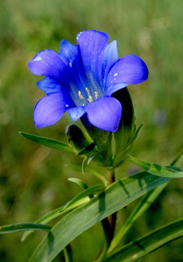 《本草》植物志之龙胆：唐朝的一场瘟疫，令它功成名就