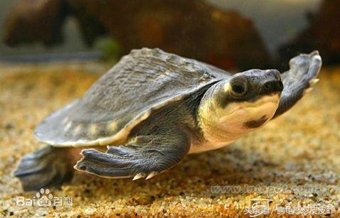 各种宠物龟饲养方法大全,宠物龟超容易养活饲养指南多图