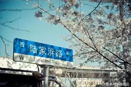 樱花季攻略完整版,樱花上海攻略