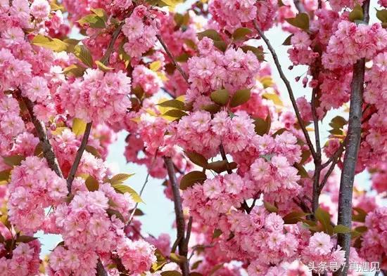 樱花季攻略,樱花季攻略赤丸