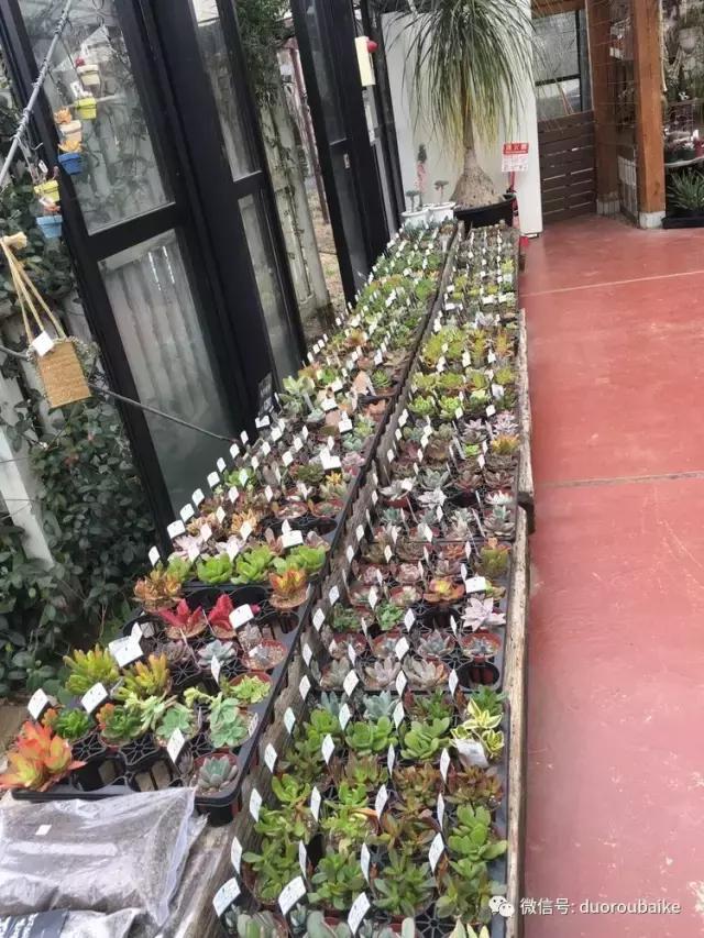 走进多肉园视频,走进日本的南瓜种植