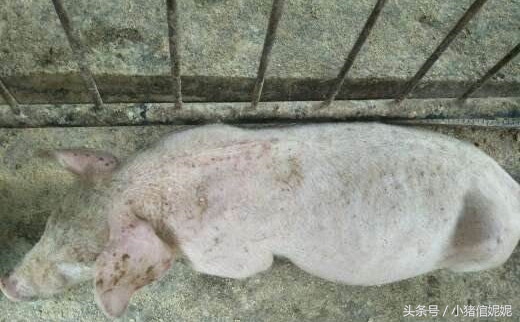 猪场里猪胀气怎么预防,育肥猪胀气的治疗方法