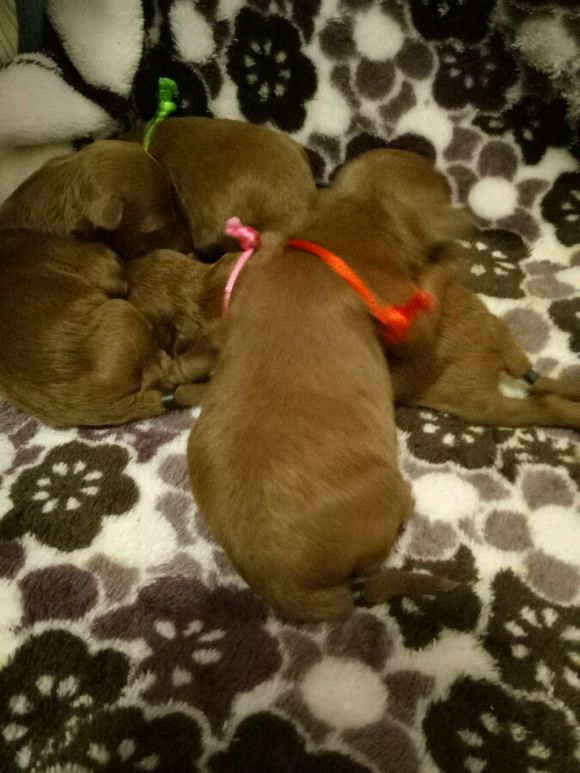 泰迪狗狗超过预产期还没生怎么办,怀孕的泰迪40天没有肚子