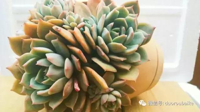 爱上多肉爱上生活,爱上多肉深似海