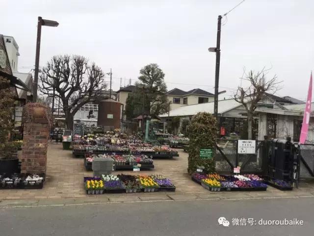日本最好的多肉大棚,走进日本北海道