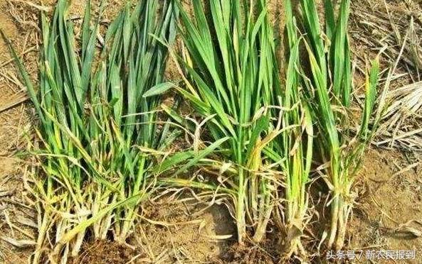 农作物施肥过量怎么补救,农作物施肥过量怎样救补