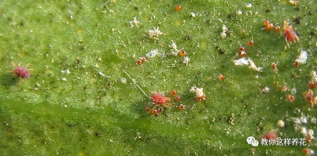 这几种虫子都不知道，怎么能养好花？