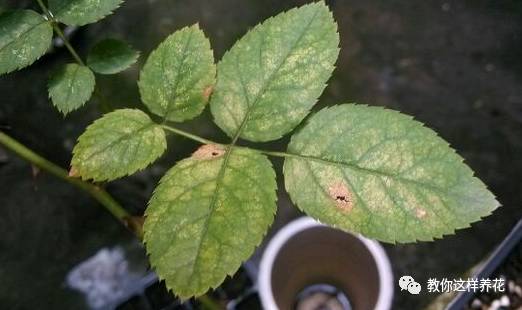 这几种虫子都不知道，怎么能养好花？