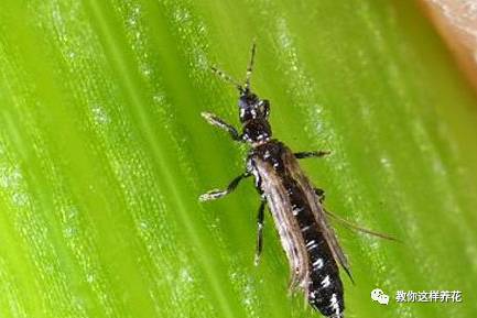 这几种虫子都不知道，怎么能养好花？