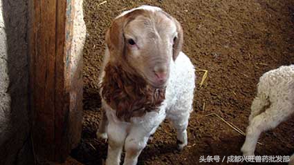 母羊产小羊的危害,母羊产羊羔成活率低怎么办
