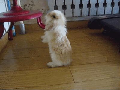 小兔砸月亮,小兔砸崽子