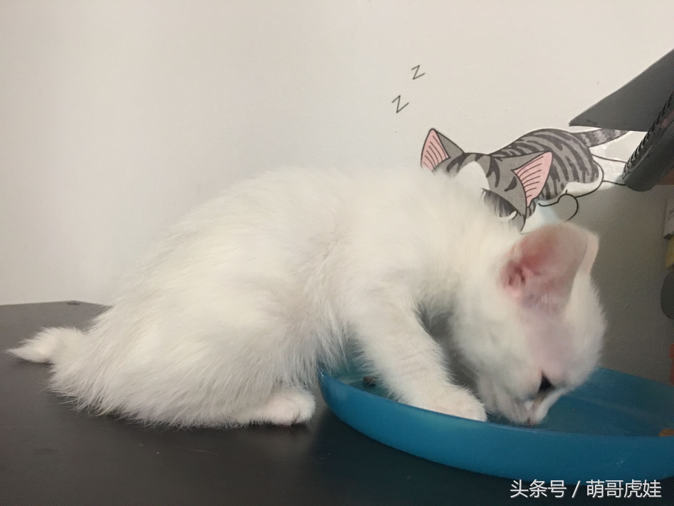 小奶猫第一次吃猫粮,小奶喵吃零食视频