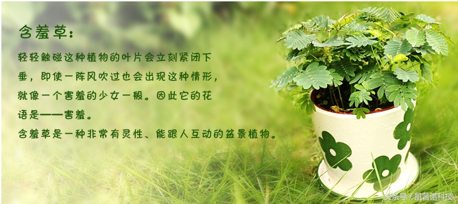 办公室桌上摆放水养植物好不好,办公室有人吸烟适合养什么植物