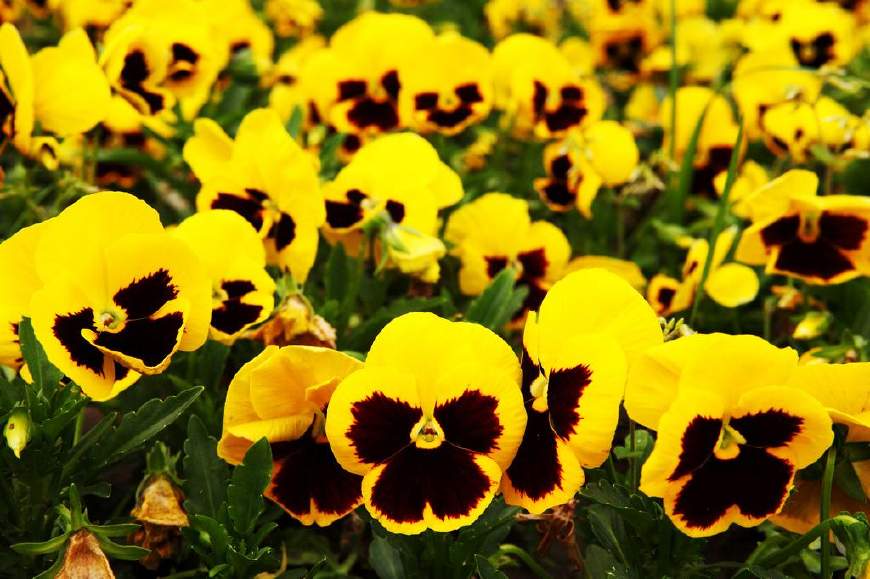 三色堇庭院图片,三色堇可食用盆栽