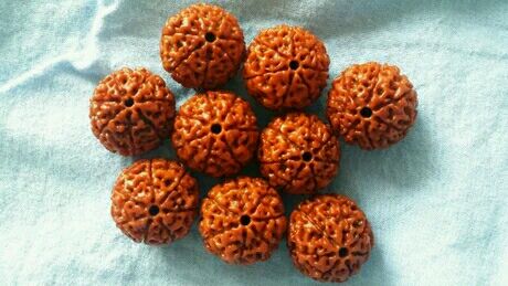 假金刚菩提落地红,小金刚菩提和落地红的区别