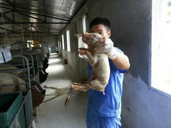 猪场传来咳嗽声,你应该这么做!