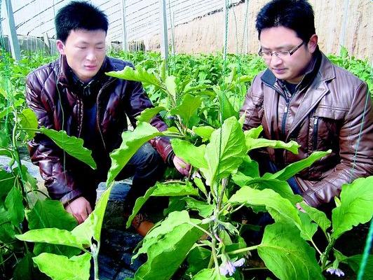 农村大学生致富创业项目,农村大学生创业养羊基地