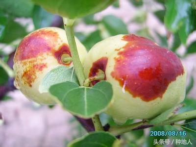 最甜枣树品种子弹头枣,什么枣树品种好吃又甜又大