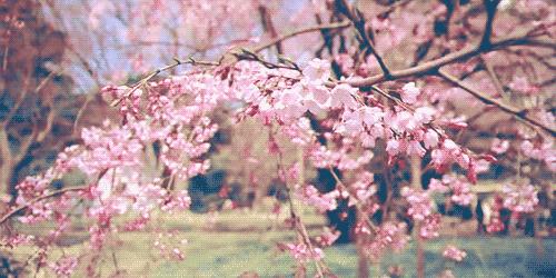 樱花季攻略,樱花季攻略赤丸