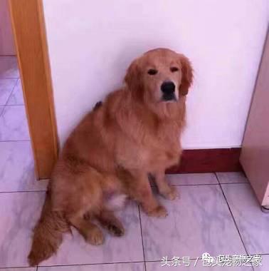 包头市认领狗狗,包头狗狗救助