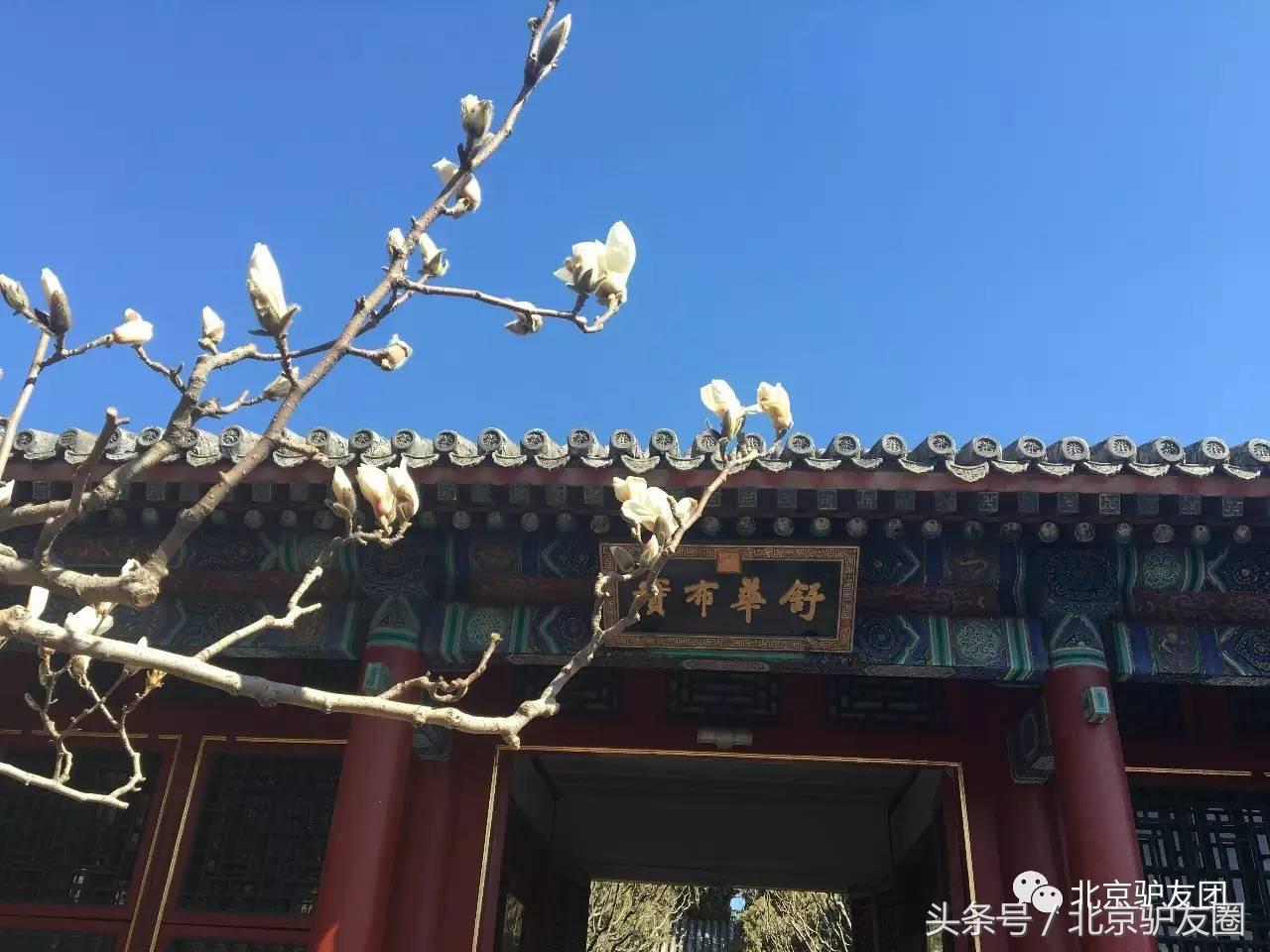 颐和园最美人间四月天,颐和园最美紫色花海