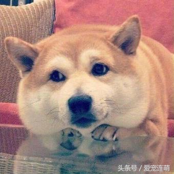 带着秋田犬自驾游,带秋田犬自驾