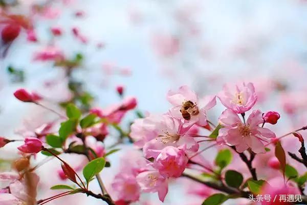 樱花季攻略,樱花季攻略赤丸