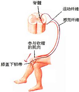 90%的腰痛都没必要拍片,腿疼看医生视频