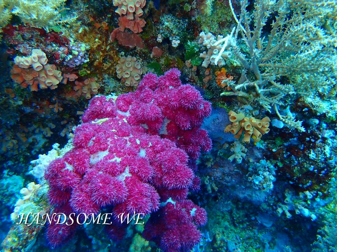 没水母湖的帕劳,帕劳水母湖怎么去