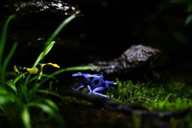 水族箱草缸开缸教程新手入门,雨林缸开缸多久植物才会稳定