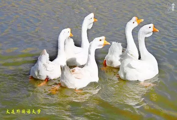 大连外国语大学现在让进吗,大连外国语大学怎么样了